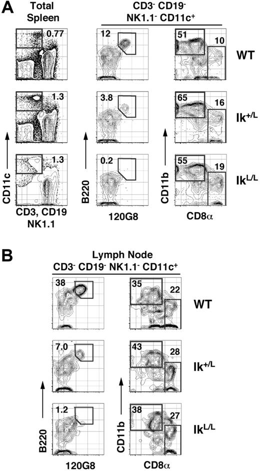 Figure 1. IkL/L mice show selective loss of pDCs. (A) Splenocytes from the indicated mice were stained with Alexa488 anti-120G8; PE anti-CD3, CD19, and NK1.1; APC anti-CD11c; PE-Cy7 anti-CD11b; APC-Cy5.5 anti-B220; and biotin anti-CD8α. Anti-CD8α antibodies were revealed with SA-PE-TexasRed. The resulting cells were analyzed on an LSR II flow cytometer by collecting 200 000 events for each file. Nonviable cells were eliminated from subsequent analyses by staining cells with DAPI. Numbers indicate percentage of events within the indicated gate as a function of the corresponding parent gate for each plot. The absolute number of events within each CD11c+ (CD3– CD19– NK1.1–) gate are as follows: WT, 889; Ik+/L, 795; and IkL/L, 1105. (B) Lymph node cells from the identical mice were stained and analyzed as in panel A. The absolute number of events within each CD11c+ (CD3– CD19– NK1.1–) gate are as follows: WT, 237; Ik+/L, 241; and IkL/L, 164. Absolute numbers of DCs within each subset in 3 mice per group are given in Table 1. These data are representative of 4 experiments.