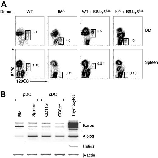 Figure 6. The defect in pDC differentiation is cell intrinsic. (A) BM from WT (Ly5B6; 2 × 106), IkL/L (Ly5B6; 5 × 106), or mixtures of WT:B6.Ly5SJL (1 × 106: 1 × 106) or IkL/L:B6.Ly5SJL (5 × 106:1 × 106) were used to reconstitute lethally-irradiated B6.Ly5SJL recipients. Recipients were analyzed 6 to 10 weeks after BM transfer. All plots are gated on small Ly5B6+CD11c-enriched cells. Numbers indicate the percentage of gated cells in each plot. One representative experiment of 4 is shown. (B) Ikaros expression in DC subsets. WT BM and splenic pDCs (CD11c+ B220+ 120G8+), and splenic CD11b+ cDCs (CD11c+ CD11b+120G8–) and CD8α+ cDCs (CD11c+CD8α+CD11b–120G8–) were analyzed by RT-PCR for their expression of Ikaros, Aiolos, and Helios. Whole WT thymocytes were used as a control. One representative experiment of 3 is shown.