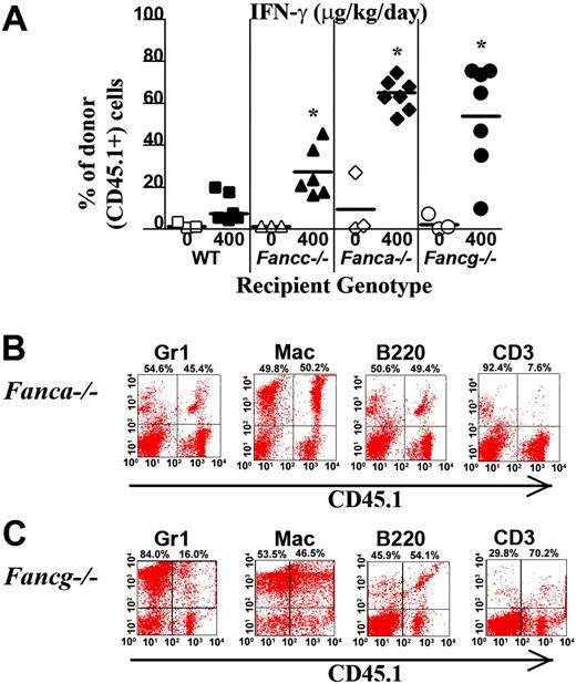 Figure 4. IFN-γ treatment of Fanca–/– and Fancg–/– recipients is sufficient to allow engraftment of syngeneic WT bone marrow cells. (A) CD45.1+ WT BM nucleated cells (107) were injected into the tail vein of Fanca–/– and Fancg–/– C57Bl/6 recipients that express the CD45.2 antigen. Recipients were pretreated with IFN-γ or vehicle control. The percentage of CD45.1+ cells in the peripheral blood was determined by fluorescence cytometry 6 months following transplantation. WT and Fancc–/– mice treated with PBS or IFN-γ were used as controls. Data points represent CD45.1+ chimerism of individual mice. Bars represent the mean CD45.1+ chimerism. *P < .001 comparing chimerism of Fanca–/– or Fancg–/– recipients treated with IFN-γ versus vehicle-treated Fanca–/– recipients and Fancg–/– recipients. Multilineage analysis of donor CD45.1 cells in representative (B) Fanca–/– and (C) Fancg–/– mice. The percentage of WT CD45.1+ lymphoid (CD3 and B220) and myeloid (Gr1 and Mac1) cells is shown in the top right corner of each fluorescence-activated cell sorter (FACS) profile.