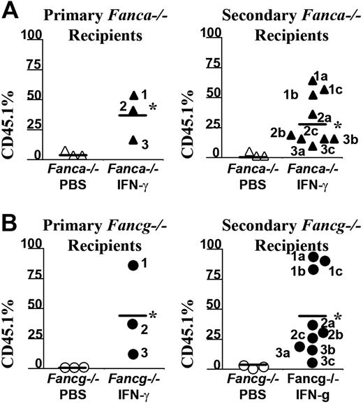 Figure 5. IFN-γ treatment of Fanca–/– recipients is sufficient to allow long-term engraftment of syngeneic WT bone marrow cells. Six months following transplantation with CD45.1+ WT donor BM nucleated cells, selected recipients from a second cohort of (A) Fanca–/– or (B) Fancg–/– mice received transplants from secondary recipients to verify that the engrafting CD45.1 donor cells were long-term repopulating stem cells. The CD45.1+ chimerism of each primary recipient (left panels) and the chimerism of 3 secondary recipients (right panels) from each respective primary recipient are indicated. Bars represent the mean CD45.1+ chimerism. *P < .001 comparing chimerism of Fanca–/– and Fancg–/– recipients treated with IFN-γ versus vehicle-treated Fanca–/– and Fancg–/– recipients.