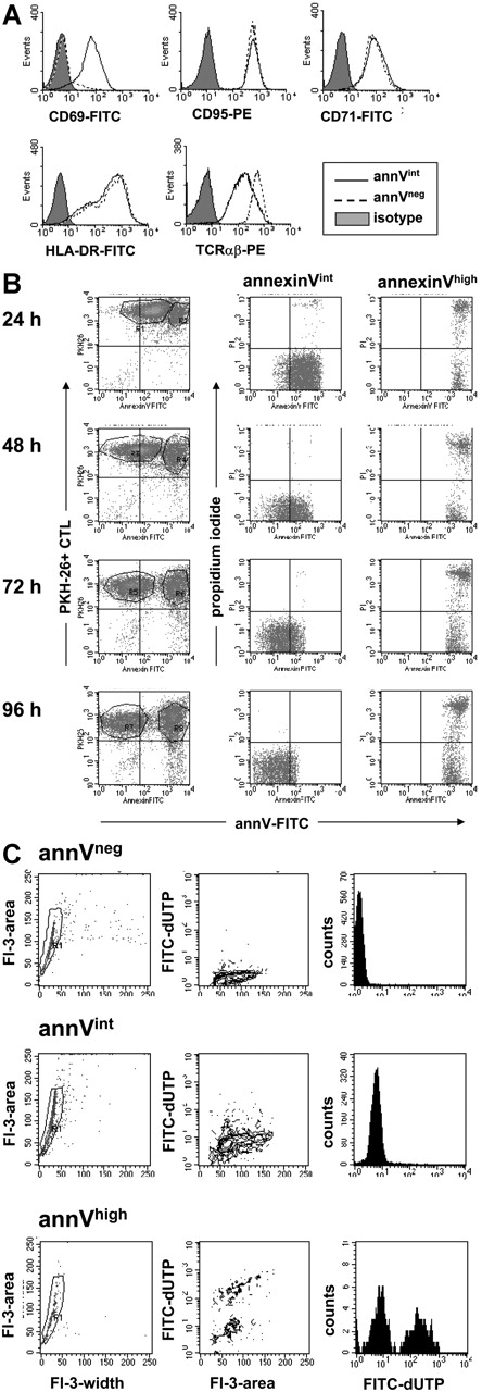 Figure 3. Ag-primed annVint CTLs are activated but nonapoptotic T cells. (A) Phenotypic analysis of annVint cells by flow cytometry. Melan-A–specific CTLs were stimulated for 4 hours with peptide-loaded T2 cells and subsequently stained with the following mAbs: CD69, HLA-DR, CD71, CD95, and TCRαβ. FITC-conjugated mAbs were combined with annV-PE and PE-conjugated mAbs with annV-FITC. Fluorescence intensity on gated CD8+, annVint CTLs are presented by the solid line. As a control annVneg CTLs from an unstimulated control are shown (dashed line). Gray histograms show isotype controls. (B) PI staining of annVint and annVhigh CTLs. The Melan-A–specific CTL clone (S2Cl14) was labeled with the membrane dye PKH-26 and stimulated with peptide-loaded T2 cells for 24, 48, 72, and 96 hours. PI staining was performed in parallel. Dot plots show annV-FITC and PI expression on gated annVint (middle column) and annVhigh (right column) T cells. The left column shows gating of cells. (C) Melan-A–specific CTLs were stimulated overnight with Melan-A–loaded T2 cells at a ratio of 3:1. The TUNEL assay was performed with FACS-sorted annVint and annVhigh CTLs. Representative experiments are shown.