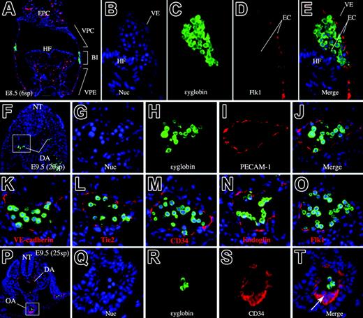 Figure 1. Anatomic locations of primitive hematopoiesis and vasculogenesis. (A) Transverse section of an E8.5 (6sp) embryo. Flk1 (red) and ϵyglobin (green) are expressed exclusively. Note that Flk1 marks endothelial cells, whereas ϵyglobin marks hematopoietic cells. The domain of the vascular plexus and the blood island region are clearly regionalized. (B-E) High-magnification image of the blood island region stained with a nuclear staining dye, Hoechst 33342 (B), anti-ϵyglobin antibody (C), anti-Flk1 antibody (D), and the merged image (E). (F) Merged image of PECAM-1 (red), ϵyglobin (green), and Hoechst dye staining (blue) of a transverse section of an E9.5 embryo proper. Scale bar represents 100 μm. (G-J) Higher magnification of the boxed area in panel F. (G) Hoechst 33342 staining. (H) Anti–ϵyglobin antibody staining. (I) Anti–PECAM-1 antibody staining. (J) Merged image of panels G-I. (K-O) Merged image of anti-ϵyglobin antibody staining and Hoechst 33342 staining in combination with staining for VE-cadherin (K), Tie2 (L), CD34 (M), endoglin (N), or Flk1 (O). Endothelial markers are expressed in endothelial but not in hematopoietic cells. (P) Merged image of CD34 (red), ϵyglobin (green), and Hoechst dye staining (blue) of a transverse section of an E9.5 embryo proper. (Q-T) Higher magnification of the boxed area in panel P. (Q) Hoechst 33342 staining. (R) Anti-ϵyglobin antibody staining. (S) Anti-CD34 antibody staining. (T) Merged image of panels Q-T. (arrow) Clump of cells at the ventral side of OA. ex indicates extra-embryonic region; em, embryonic region; DA, dorsal aorta; VE, visceral endoderm; EPC, ectoplacental cone; HF, head fold; NT, neural tube; OA, omphalomesenteric artery. All images were captured by a Leica DC500 CCD camera with IM50 Imaging Manager through a Leica DMRXA microscope using a 5×/0.15 NA objective (panel A) or a 20×/0.50 NA objective (panels B-T).