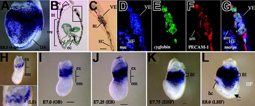Figure 2. PECAM-1 expression in globin-producing cells and in the extraembryonic region as early as the streak stage. (A) Whole mount anti–PECAM-1 antibody staining of E8.5 (4sp) embryo. Note that most blood vessels, including arteries and veins, are well stained with the anti–PECAM-1 antibody and that there are densely stained cells within the blood island region. (B) Transverse section showing that blood island cells are PECAM-1 positive. Nuclei are visualized by methyl green staining. (C) High magnification of the boxed area in panel B. (D-G) High magnification of the blood island region stained with Hoechst 33342 (D), anti-ϵyglobin antibody (E), anti–PECAM-1 antibody (F), and the merged image (G). PECAM-1 is expressed in globin-positive cells. (H-L) Whole mount PECAM-1 antibody staining of embryo at late-streak stage (H), no-bud (OB) stage (I), early-bud (EB) stage (J), early–head fold (EHF) stage (K), and late–head fold (LHF) stage (L). PECAM-1 is expressed in the extraembryonic region, presumably corresponding to the mesodermal layer as early as the late-streak stage, and is expressed continuously in the extraembryonic regions including the blood island region until E8.5. (H, inset) High magnification of PECAM-1–positive cells in the extraembryonic region. (arrow) Forming dorsal aortae. hc indicates heart crescent; HF, head fold; ec, endocardium; VE, visceral endoderm. Images in panels A and H-L were captured by Leica DC500 CCD camera with IM50 Imaging Manager through Leica MZ FLIII microscope a PLAN APO lens. A Leica DC500 CCD camera with IM50 Imaging Manager through Leica DMRXA microscope was used to capture the images using a PLAN APO 1.0/0.125 NA lens (panel A; total magnification, ×32), a 5×/0.15 NA objective (panel B) or a 20×/0.50 NA objective (panels C-G).
