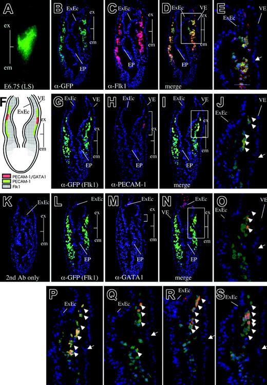 Figure 3. Gastrulating embryos express PECAM-1, VE-cadherin, CD34, endoglin, and Tie2 in the extraembryonic mesoderm layer. (A) GFP expression in Flk1-GFP knock-in embryos at the late-streak stage. Line shows a transverse section used for immunohistochemistry (PLAN APO lens, 1.0×/0.125; final magnification ×80). (B-D) Immunohistochemical analysis of a transverse section as shown in panel A using anti-GFP antibody (B, green), anti-Flk1 antibody (C, red), and the merged image (D). Note that GFP expression driven by the endogenous Flk1 locus recapitulates endogenous Flk1 protein expression. (Arrow) Boundary between the extraembryonic and embryonic regions. Boxed area in panel D is magnified in panel E. (F) Schematic representation of PECAM-1, GATA1, and Flk1 expression. (G-J) Immunohistochemical staining of a transverse section as shown in panel A using anti-GFP antibody (G, green), anti–PECAM-1 antibody (H, red), and the merged image (I). Note that PECAM-1 is expressed in extraembryonic mesoderm cells contacting the visceral endoderm layer from the boundary between the extraembryonic and embryonic regions. Boxed area in panel I is magnified in panel J. (K) Control embryo section stained with secondary antibodies alone. (L-O) Immunohistochemical staining of a transverse section as shown in panel A using anti-GFP antibody (L, green), anti-GATA1 antibody (M, red), and the merged image (N). (O) Higher magnification of GATA1-positive cells in panel N. Note that GATA1 is expressed in a small subset of extraembryonic mesoderm cells, in contrast to the broader spectrum of PECAM-1 expression. (P) CD34 expression in the extraembryonic mesoderm layer. (Q) Tie2 expression in the extraembryonic mesoderm layer. (R) Endoglin expression in the extraembryonic mesoderm and ectoderm layers. (S) VE-cadherin expression in the extraembryonic mesoderm layer. Arrowheads indicate Flk1-positive cells expressing either PECAM-1, GATA-1, CD34, Tie2, endoglin, or VE-cadherin. Images in panel A were captured with a Leica MZ FLIII microscope and a Leica DC500 CCD camera with IM50 Imaging Manager, with a PLAN APO 1.0 lens (1.0×/0.125 NA). Images in panels B-S were captured by Leica DC500 CCD camera with IM50 Imaging manager and a Leica DMRXA microscope using a 20×/0.50 NA objective.