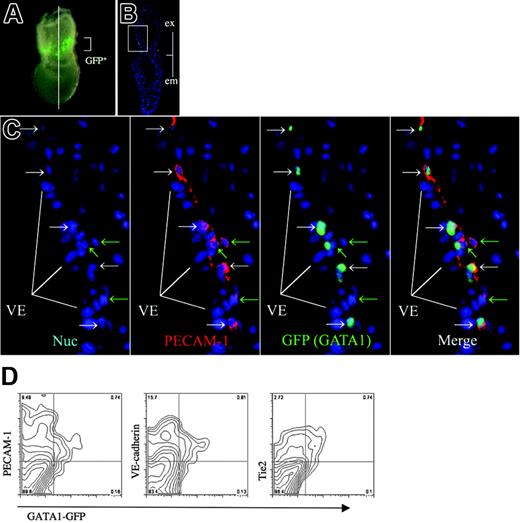 Figure 4. GATA1-positive cell population exists as a subset of EC marker–positive cell. (A) GFP expression in GATA1-GFP embryos at no-bud (OB) stage. Line shows a transverse section used for immunohistochemistry (PLAN APO lens, 1.0×/0.125; final magnification, ×63). (B) Immunohistochemical analysis of a transverse section as shown in panel A using anti-GFP antibody shown in green and anti–PECAM-1 antibody shown in red. Merged image is shown. (C) High magnification of the blood island region shown in panel B, Hoechst 33342 staining, anti–PECAM-1 antibody, anti-GFP antibody, and the merged image. (white arrows) Cells expressing GFP but not PECAM-1. (green arrows) Cells expressing PECAM-1 but not GFP. Note that GFP (GATA1) is expressed in a subset of extraembryonic mesoderm cells, in contrast to the broader spectrum of PECAM-1 expression. (D) Flow cytometric analysis of GATA1-GFP embryos (LS-OB) with GFP and cell surface markers VE-cadherin, PECAM-1, or Tie2. Note that GATA1 (GFP)–positive cells coexpress VE-cadherin and Tie2. Images were captured by a Leica DC500 CCD camera with IM50 Imaging Manager. Images in panel A were captured through a Leica MZ FLIII microscope using a PLAN APO 1.0 lens. Images in panels B and C were taken with a Leica DMRXA microscope using a 5×/0.15 NA objective (B) or 20×/0.50 NA objective (C).