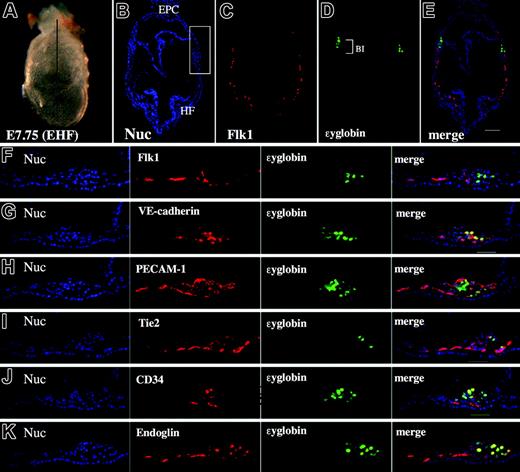 Figure 5. Primitive erythropoietic progenitors coexpress PECAM-1, VE-cadherin, Tie2, CD34, and endoglin. (A) Lateral view of a mouse embryo at the EHF stage. Line shows a transverse section (PLAN APO lens, 1.0×/0.125; final magnification, ×40). (B-E) Immunohistochemical staining of a transverse section as shown in panel A using Hoechst 33342 (B blue), anti-Flk1 antibody (C, red), anti-ϵyglobin antibody (D, green), and the merged image (E). (F-K) High magnification of the blood island region stained with Hoechst 33342 (blue), anti-ϵyglobin antibody (green), anti-Flk1 antibody (F, red), anti–VE-cadherin antibody (G, red), anti–PECAM-1 antibody (H, red), anti-Tie2 antibody (I, red), anti-CD34 antibody (J, red), and antiendoglin antibody (K, red). Note that the expression of VE-cadherin, PECAM-1, Tie2, endoglin, and CD34 is observed in globin-producing cells but that the expression of Flk1 is decreased in globin-producing cells. The scale bar indicates 50 μm. Images were captured with a Leica DC500 CCD camera with IM50 Imaging Manager. The image in panel A was taken through a Leica MZFLIII microscope using a PLAN APO 1.0 lens. Images in panels B-K were taken with a Leica DMRXA microscope using a 5×/0.15 NA objective (panels B-E) or a20×/0.50 NA objective.