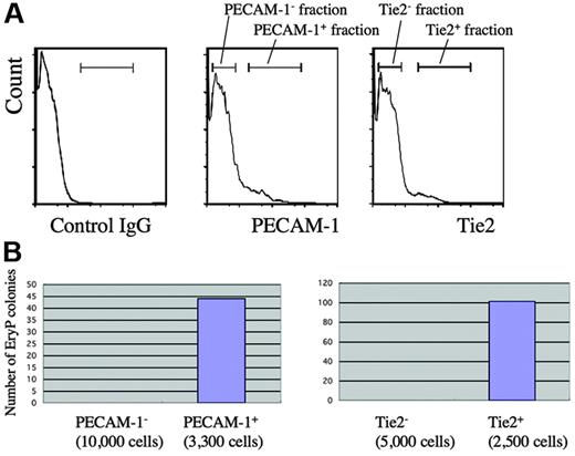 Figure 6. Primitive erythropoietic progenitors are enriched in PECAM-1– and Tie2-positive cells. (A) Flow cytometric analysis of a 7.75 dpc wild-type embryo at the late–head fold (LHF) stage using anti–PECAM-1 or Tie2 antibody. (B) Primitive hematopoietic colony assay. Cells from fractions positive or negative for the expression of endothelial markers shown in panel A were subjected to the primitive hematopoietic colony assay.