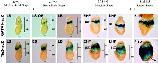 Figure 7. Tie2 and GATA1 expression in transgenic mice. β-Galactosidase activities driven by the transgene recapitulate endogenous Tie2 and GATA1 protein expression, respectively, in the Tie2-LacZ and GATA1-LacZ transgenic mice. ex indicates extraembryonic region; em, embryonic region. Note that the pattern of Tie2 expression visualized by β-gal activity is similar to the pattern observed after immunohistochemical analysis using an anti-Tie2 antibody. Scale bars indicate 50 μm. All images were captured with a Leica DC500 CCD camera with IM50 Imaging Manager through a Leica MZ FLIII microscope using a PLAN APO 1.0×/0.125 lens (final magnification, ×32 for embryos at somite stages; ×40 for embryos at headfold stages; and ×63 for embryos at streak and neural plate stages).