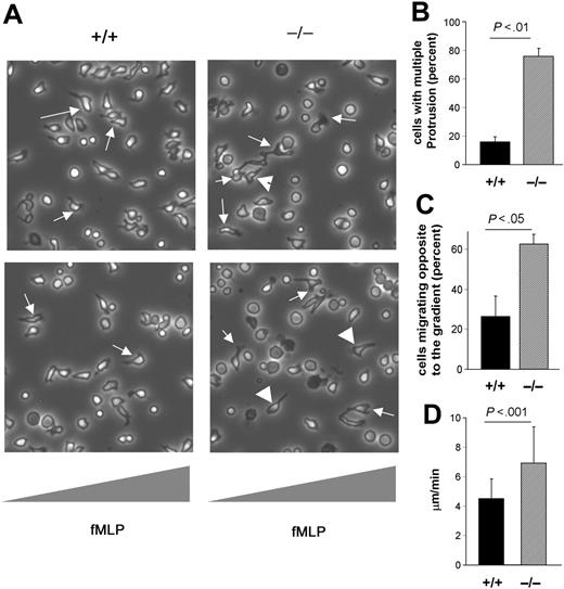 Figure 2. Loss of CDC42GAP expression is associated with increased motility while directed migration is defective. Neutrophil migration was examined by time-lapse video microscopy in a gradient of 10 μM fMLP in a Zigmond chamber. (A) Representative images of cells during the course of migration; fMLP concentration increases from left to right. Videos S1-S3 have more representative images. WT cells orient and migrate toward the source of fMLP (arrows). CDC42GAP–/– cells displayed abnormal membrane protrusion (arrows) and some cells migrated away from the gradient (arrowheads). (B) The percentage of cells displaying more than one membrane protrusion was enumerated. (C) The percentage of cells that migrated away from high fMLP concentration is indicated in the histogram. (D) The average translocation rate was measured using Openlab. The result from freshly isolated neutrophils is shown. Similar results were obtained from neutrophils generated in in vitro culture. All histograms represent the mean ± SD; n = 23 to 25 cells from 2 to 3 independent videos.