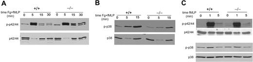Figure 5. CDC42GAP regulates MAPK signaling in neutrophils. (A-B) Neutrophils were prestimulated with fMLP and seeded on fibrinogen for the indicated time. The cells were lysed and analyzed for phosphorylated p42/44 followed by total p42/44 (A) and for phosphorylated p38 followed by total p38 (B). (C) Neutrophils were stimulated with fMLP alone for the indicated time and examined for phosphorylated p42/44 and phosphorylated p38. Representative blot from 2 to 3 independent experiments is shown.