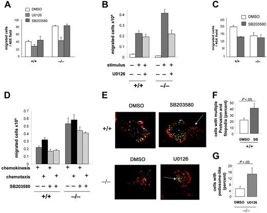 Figure 6. CDC42GAP-mediated ERK activity regulates chemokinesis and podosome-like assembly, while CDC42GAP-mediated p38MAPK activity regulates chemotaxis and restrains filopodia-like formation. Neutrophils were treated with either the MEK inhibitor U0126 or the p38MAPK inhibitor SB203580 and subjected to migration assays or F-actin and vinculin reorganization. (A) Chemokinesis assessed in the Boyden chamber as in Figure 3A. (B) Chemokinesis in the presence of U0126 assessed in transwells coated with fibrinogen as in Figure 3B. (C) Chemotaxis in the presence of SB203580 assessed in the Boyden chamber. (D) Chemokinesis and chemotaxis in the presence of SB203580 assessed in transwells coated with fibrinogen. All histograms represent the mean ± SD; a representative experiment in triplicate from 3 independent experiments is shown. (E) Neutrophils were prestimulated and seeded on fibrinogen for 30 minutes and examined for F-actin assembly and vinculin structures as in Figure 4B. Note the presence of filopodia in the tail in WT cells treated with SB203580 (arrow). Note the presence of podosome-like structures at the leading edge of the cells in CDC42GAP-deficient cells treated with U0126 (arrow). Representative images from 3 independent experiments are shown. (F) The percentage of WT cells treated with SB203580 displaying more than 1 membrane protrusion and increased filopodia was quantified. (G) The percentage of CDC42GAP-deficient cells treated with U0126 displaying podosome-like structures was quantified. Histograms represent the mean ± SD of 3 independent experiments.