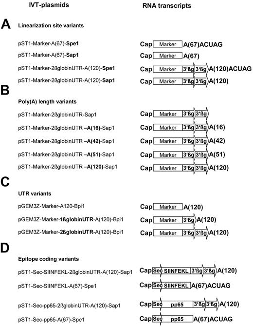 Figure 1. Vectors used for in vitro transcription and mRNAs derived from them. DNA templates coding for the marker proteins eGFP or d2eGFP but varying in (A) linearization site, (B) poly(A) tail length, (C) 3′ untranslated region (UTR), and (D) vectors encoding an ovalbumin-derived T-cell epitope and pp65 protein for investigation of antigen presentation and immune responses were transcribed in vitro in the presence of a cap analog to generate the mRNA species shown on the right.