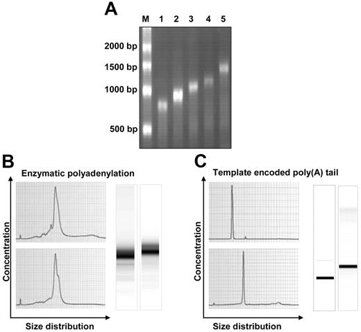 Figure 3. Comparison of enzymatically polyadenylated RNA with tailed IVT RNA transcribed from a template encoding the poly(A) tract. (A) Template IVT RNA before polyadenylation (lane 1) compared with IVT RNA products obtained in independent polyadenylation reactions with increasing concentrations of poly(A) polymerase (lanes 2-5), resulting in increasing sizes of poly(A) tail lengths. (B) IVT RNA with an enzymatically attached poly(A) tail was purified and analyzed. The electropherograms (left) and gel images (right) disclose a mixture of RNA species differing in length. (C) Electropherograms (left) and gel images (right) of purified IVT RNA obtained from a plasmid template encoding the poly(A) tail show a well-defined homogenous RNA species.
