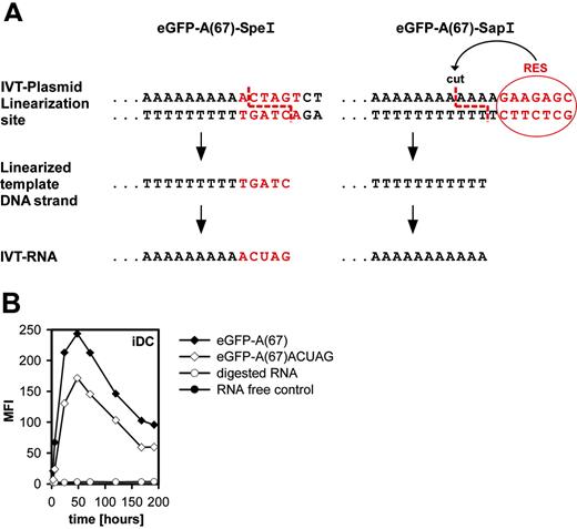 Figure 4. Role of a free-ending poly(A) tail on translation efficiency. (A) Rationale for using a type IIS restriction enzyme (eg, Sap1) instead of a type II restriction enzyme (eg, Spe1) for linearization of the plasmid template before in vitro transcription. Type IIS restriction enzymes cut adjacent to rather than within their recognition site and prevent an overhang of nucleotides derived from the vector backbone and remaining as 3′ attachment at the poly(A) tail. (B) Impact of an unmasked free poly(A) tail on translational efficiency in dendritic cells. Immature dendritic cells were electroporated with eGFP-A(67) RNA, which contains an unmasked poly(A) tail or with eGFP-A(67)ACUAG, in which 4 additional nucleotides are attached 3′ to the poly(A) tail. Electroporation without RNA or with RNase-digested RNA served as controls. Cells were harvested at different time points (3 hours, 6 hours, 24 hours, 48 hours, 72 hours, 120 hours, 168 hours, 192 hours), and the eGFP fluorescence of viable cells was measured by flow cytometry.