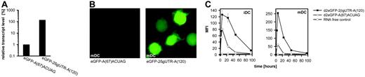 Figure 6. Improvement of RNA stability by combination of the optimized structural features. (A) Immature dendritic cells were transfected with different eGFP variants featuring combinations of the improved structural characteristics. Cells were harvested 48 hours after transfection, and the eGFP transcript level was assessed by real time RT-PCR. Cells electroporated with buffer or with RNase-digested RNA were used as controls and reference. Transcript levels were shown relative to expression levels obtained for eGFP-2β-globinUTR-A(120). (B) Fluorescence microscopy of mature dendritic cells 24 hours after transfection with standard eGFP-A(67)ACUAG and optimized eGFP-2β-globinUTR-A(120) IVT RNA. To allow comparison, images were obtained using equal acquisition parameters. Images were taken with an Olympus-IX71 inverted microscope (Hamburg, Germany) with a 20×/0.4 NA objective lens. TILLvisION software (TILL Photonics, Gräfeling, Germany) was used for image acquisition. (C) Immature and mature dendritic cells were transfected with different IVT RNA constructs encoding for the short-lived d2eGFP variant. Mean fluorescence intensities of viable cells were determined at different time points after transfection in 3 independent experiments. Data for both cell types are shown as the mean ± SEM of 3 experiments.
