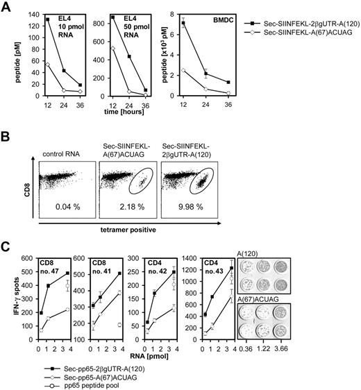 Figure 7. Impact of stabilized IVT RNA constructs on T-cell stimulation in vivo and in vitro. (A) Increase of antigen-specific peptide/MHC complexes by using stabilized IVT RNA constructs. Cells were electroporated with Sec-SIINFEKL-A(67)ACUAG RNA or Sec-SIINFEKL-2β-globinUTR-A(120) RNA (EL4 cells, 10 pmol, 50 pmol; C57Bl/J6 immature BMDCs in triplicate, 150 pmol). Electroporation with buffer only was used as control. Cells were stained for SIINFEKL/Kb-complexes with 25D1.16 antibody. Concentrations of SIINFEKL peptide were calculated from the mean fluorescence values of viable cells using a peptide titration as standard curve. Data for BMDCs are shown as the mean ± SEM of 3 experiments. (B) Improved in vivo T-cell expansion with stabilized IVT RNA constructs. TCR transgenic CD8+ OT-I cells (1 × 105) were adoptively transferred to C57Bl/J6 mice. BMDCs of C57Bl/J6 mice were transfected with 50 pmol RNA (Sec-SIINFEKL-A(67)ACUAG, Sec-SIINFEKL-2β-globinUTR-A(120) or control RNA), matured for 16 hours with poly(I:C) (50 μg/mL), and injected intraperitoneally 1 day after T-cell transfer (n = 3). Peripheral blood was taken at day 4 and stained for SIINFEKL tetramer–positive CD8+ T cells. Dot plots show CD8+ T cells, and the numbers given represent the percentages of tetramer-positive CD8+ T cells. (C) Improved in vitro expansion of human T cells with stabilized IVT RNA constructs. CD8+ and CD4+ lymphocytes from HCMV-seropositive healthy donors were cocultivated with autologous DCs transfected with Sec-pp65-A(67)ACUAG RNA or Sec-pp65-2β-globinUTR-A(120) RNA, pp65 peptide pool (1.75 μg/mL) as positive control, or control RNA (data not shown). After expansion for 7 days, each effector cell population (4 × 104/well) was tested in IFN-γ ELISpot on autologous DCs (3 × 104/well) loaded with pp65 peptide pool or an irrelevant peptide pool (1.75 μg/mL). Graphs represent the mean ± SEM spot number of triplicates.