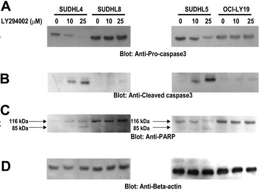Figure 5. Activation of caspase-3 and cleavage of PARP induced by LY294002 treatment in DLBCL cells. SUDHL-4, SUDHL-5, SUDHL-8, and OCI-LY19 cells were treated with and without 10 and 25 μM LY294002 for 24 hours. Cells were lysed and equal amounts of proteins were separated by SDS-PAGE, transferred to PVDF membrane, and immunoblotted with antibodies against procaspase-3, cleaved caspase-3, PARP, and actin as indicated.