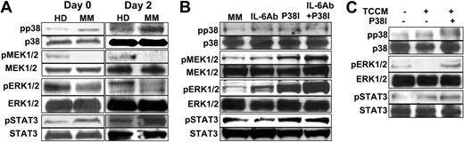 Figure 6. Signaling pathways in the differentiating MoDCs obtained from healthy donors or myeloma patients. (A) Western-blot analysis showing protein levels of phosphorylated (p) and nonphosphorylated p38, MEK1/2, ERK1/2, and STAT3 in freshly isolated monocytes (day 0) and day-2–cultured cells from a healthy donor and a myeloma patient. (B) Effects of IL-6–neutralizing antibody (Ab), p38 inhibitor (P38I), or both on signaling pathways in myeloma patient–derived cells. (C) Effects of TCCM and p38 inhibitor on signaling pathways in normal MoDC progenitor cells from healthy donors. In all the experiments, day-2–cultured cells were examined. Representative results of 3 independent experiments are shown.