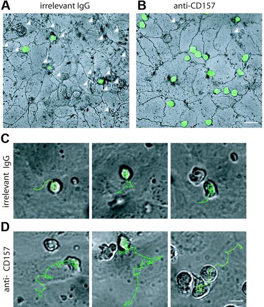Figure 6. Localization of PMNs on the apical surface of HUVECs. PMNs from healthy donors were labeled with CFSE, incubated with anti-CD157 or anti-HLA class I mAb, and seeded on TNF-α–activated HUVEC monolayers grown on collagen. After 1 hour, samples were stained with silver nitrate to identify endothelial cell junctions. These representative apical views show where neutrophils are found, but are not meant to represent the results of the assays quantitatively. In the presence of the isotype-matched control mAb (A) neutrophils are below the endothelial monolayer (white arrows) and few cells are located on the apical surface of HUVECs. CD157 ligation leaves most of neutrophils on the apical surface (B), mainly accumulated at endothelial cell junctions and at tricellular corners. A limited number of cells crossed the endothelial layer (white arrows). Representative images are shown. Samples were observed simultaneously by DIC and fluorescence confocal microscopy. Cells were imaged using a × 60 oil immersion objective (1.4 NA; bar represents 30 μm). The routes of several transmigrating neutrophils treated with isotype-matched mAb (C) or anti-CD157 (D) are indicated. Control neutrophils reach the junction, stop, and begin to cross it. Neutrophils treated with anti-CD157 mAb move at least twice the distance of control neutrophils before reaching the site of diapedesis. In each experiment, neutrophils were plated on confluent HUVEC monolayers, and frames were captured every 10 seconds over a period of 40 minutes (bar represents 10 μm). Frames were then combined in stacks and exported in AVI format as movies. All the images were processed using the TrackIt! software (Olympus Biosystems). To measure the trajectory length of each migrating neutrophil, the cell centroid was tracked from the moment of cell-to-cell contact to the beginning of diapedesis (Figure S2). Micrographs are representative of 5 independent experiments. For a complete set of images, see Videos S1, S2, and S3 online.