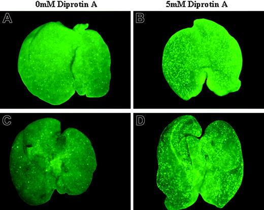 Figure 2. Stereomicroscope analysis of FL homing of enriched HSCs following IUHCT. E14 BALB/c fetal mice were injected intravenously with 1 × 105 B6GFP-enriched HSCs without (A,C) or with (B,D) CD26 inhibition with 5 mM Diprotin A. Fetal livers of recipient mice were harvested at 4 hours (A-B) and 48 hours (C-D) after injection and assessed for the presence of GFP donor cells by fluorescence stereomicropscope. All images were obtained with a Leica MZ16FA stereoscopic fluorescent microscope (Leica Microsystems, Bannockburn, IL) at an exposure time of 800 milliseconds and 25× microscope (1×/0.25 Leica Planapochromatic objective). Images were photographed with a Leica DFC350FX camera, acquired by Openlab 4.0 (Improvision, Lexington, MA) image acquisition software, and combined into a single image using Photoshop 7.0 (Adobe Systems, San Jose, CA) without image enhancement.
