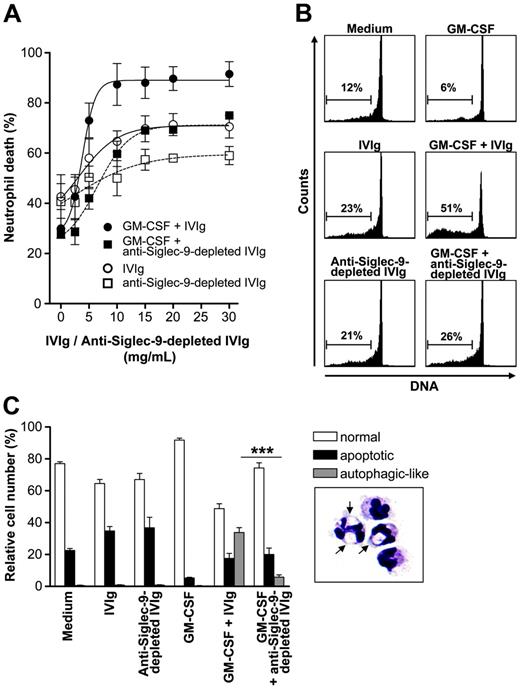 Figure 4. Anti–Siglec-9 autoantibodies are responsible for the increased cytotoxicity of IVIg in the presence of GM-CSF. (A) Concentration-effect curves of total IVIg and anti–Siglec-9–depleted IVIg, respectively, in 20-hour neutrophil cultures. In the absence of cytokine pretreatment, the efficacy of anti–Siglec-9–depleted IVIg was similar to total IVIg, but its potency was reduced. Depletion of anti–Siglec-9 Abs from the IVIg preparation resulted in loss of the GM-CSF–mediated increase of death efficacy and potency (n = 3). In these experiments, we also used IVIg depleted from potential anti–Siglec-3 Abs that exhibited no difference compared with complete IVIg (data not shown). (B) DNA fragmentation assay. Both IVIg and anti–Siglec-9–depleted IVIg induced DNA fragmentation in the absence of GM-CSF. In the presence of GM-CSF, IVIg treatment resulted in enhanced DNA fragmentation that was not seen if anti–Siglec-9–depleted IVIg was used. Results of 13-hour cultures are shown. (C) Light microscopy. Both IVIg and anti–Siglec-9–depleted IVIg accelerated neutrophil apoptosis (reduced cell volume and nuclear condensation) in a similar manner. In the presence of GM-CSF, IVIg treatment resulted in a subpopulation of cells demonstrating cytoplasmic vacuolization (typical cells are shown in the lower right panel; arrows indicate vacuoles; original magnification, 1000×) that underwent autophagic-like cell death. This type of cell death was significantly reduced when GM-CSF–pretreated neutrophils were stimulated with anti–Siglec-9–depleted IVIg. Results of 15-hour cultures are shown (n = 3). ***P < .001. Image was captured with an Axiovert 63×/1.4 NA oil objective lens (Carl Zeiss, Heidelberg, Germany) and was processed with Adobe Photoshop 5.0 software (Adobe, San Jose, CA).