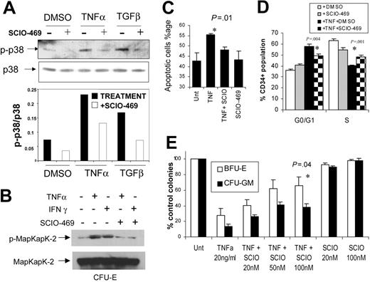 Figure 3. p38 Inhibitor SCIO-469 can reverse TNF-mediated myelosuppression. MDS1 cells were pretreated for 1 hour with vehicle (–) or 1.0 μM SCIO-469 (+) and then induced with either 1 ng/mL TNFα or 5 ng/mL TGFβ for 30 minutes. The p-p38 and total p38 levels were analyzed by Western blotting. Bar graph represents p-p38 levels relative to total p38 in each sample (A). Immunomagnetically selected bone marrow–derived CD34+ cells were differentiated into hematopoietic progenitors at the CFU-E stage of maturation as described before.30 These cells were treated with 20 ng/mL TNFα or 10 000U/mL IFN-γ in the presence and absence of 100 nM SCIO-469. Cell lysates were resolved by sodium dodecyl sulfate–polyacrylamide gel electrophoresis (SDS-PAGE) and immunoblotted with an antibody against the phosphorylated form of MapKapK-2 (threonine 334). The same blot was stripped and reprobed with an antibody against total MapKapK-2, to control for protein loading (B). Primary bone marrow–derived CD34+ cells were grown in cytokine-enriched liquid media in the presence and absence of 20 ng/mL TNFα and SCIO-469 (100 nM) for 24 hours. The percentages of apoptotic and dead cells were determined by staining with mixture of Annexin V–Alexa Fluor 488 and nucleic acid dye, Sytox green, respectively (Vybrant Apoptosis Kit; Molecular Probes) (C). Mean of 3 independent experiments showed significant decrease in TNFα-mediated apoptosis in the presence of SCIO-469 (P = .01, paired t test). BM CD34+ progenitors were cultured with TPO, Flt3L, and SCF with or without 20 ng/mL TNFα and in the presence and absence of 500 nM SCIO-469 for 6 days. BrDU incorporation was evaluated against the amount of 7-AAD by flow cytometry to determine the percentage of subpopulation at each cell-cycle stage in a gated population of CD34+ cells. Results from 3 experiments were used to compare the proportion of cells in G0/G1 and S phase of cell cycle by using 2-tailed t test. (D) Primary bone marrow–derived CD34+ cells were cultured in methylcellulose in the presence and absence of 20 ng/mL TNFα and SCIO-469. Colonies were scored on day 14. Results are expressed as mean ± SEM of 3 independent experiments (E). Treatment with SCIO-469 led to a significant reversal of TNF-mediated myelosuppression (P = .04, t test).