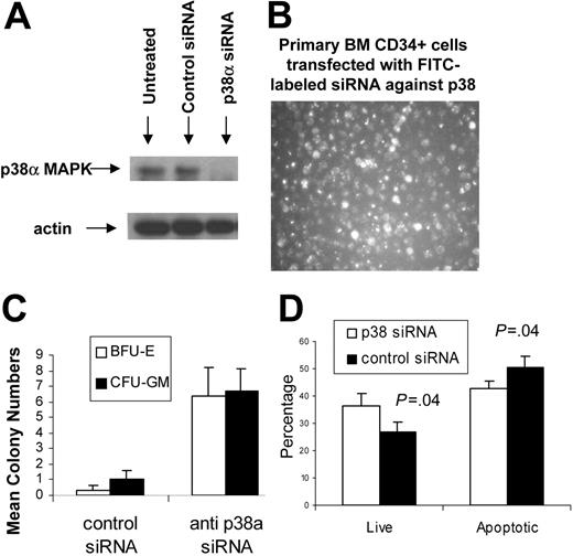Figure 5. Down-regulation of p38α by siRNA can stimulate hematopoiesis in MDS CD34+ progenitors. A mixture of 4 siRNAs against p38α were transfected in primary CD34+ hematopoietic progenitors using Mirus TKO transfection reagent. Western blotting showed a specific and significant decrease in total p38 protein levels (A). High transfection efficiency was shown by using fluorescent-labeled siRNAs (B). MDS CD34+ cells were transfected with either anti-p38α or control-scrambled siRNAs and grown in vitro in methylcellulose with cytokines. Colonies were scored on day 14, and results were expressed as means ± SEMs of 3 independent experiments. Significantly higher number of both myeloid (CFU-GM) and erythroid (BFU-E) colonies were observed in cells transfected with anti-p38 siRNAs (C). MDS CD34+ cells transfected with anti-p38α and scrambled control siRNAs were evaluated after 48 hours by Annexin V staining. Flow cytometry revealed a significantly higher percentage of viable cells (P = .045, t test) and fewer number of apoptotic cells (P = .04, t test) when transfected with anti-p38α siRNA (D). Results are presented as means ± SEMs of 5 independent experiments.
