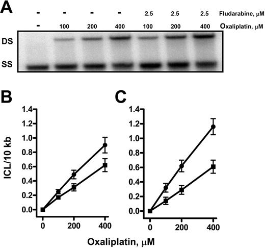 Figure 4. Fludarabine enhances the oxaliplatin-induced DNA interstrand crosslinks in the DHFR gene in normal or CLL lymphocytes. DNA from CLL lymphocytes incubated in absence or presence of fludarabine for 2 hours before exposure to increasing concentrations of oxaliplatin for 7 hours was isolated and analyzed for ICL formation. (A) Representation of HindIII-digested DNA denatured and electrophoresed through a 0.5% agarose gel, before being transferred to nylon and probed for a 22-kb DHFR gene fragment. DS indicates double-strand DNA; SS, single-strand DNA. The data shown were based on at least 3 independent experiments, and DNA samples from each biologic experiment were subjected to gel electrophoresis and Southern analysis at least twice. Crosslinks in the DHFR gene in normal lymphocytes (B) or CLL lymphocytes (C); this value was normalized to ICL/10 kb in the absence (▪) or presence (•) of 2.5 μM fludarabine, expressed as the mean ± SE (n = 3).
