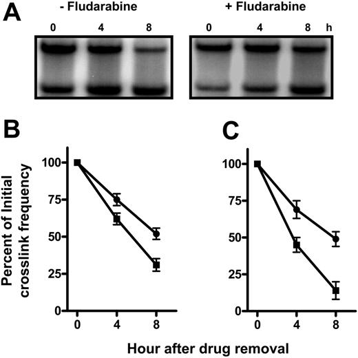 Figure 5. Fludarabine retards the removal of oxaliplatin-induced DNA interstrand crosslinks in the DHFR gene in normal or CLL lymphocytes. Normal lymphocytes (A) or CLL lymphocytes (B) were incubated with 400 μM oxaliplatin in the absence or presence of 2.5 μM fludarabine for 5 hours, when cells were washed into drug-free medium. DNA from cells allowed to repair for up to 8 hours was analyzed for ICL remaining in the 22-kb DHFR gene fragment. (A) Representative ICL blot probed for the DHFR gene in peripheral-blood mononuclear cells (PBMCs). The plots represent a quantitation of oxaliplatin ICLs remaining in the DHFR gene of PBMCs (B) or CLL lymphocytes (C) as a function of repair time. Crosslinks remaining after repair in the absence (▪) or presence (•) of fludarabine were expressed as a percentage of initial ICL levels.