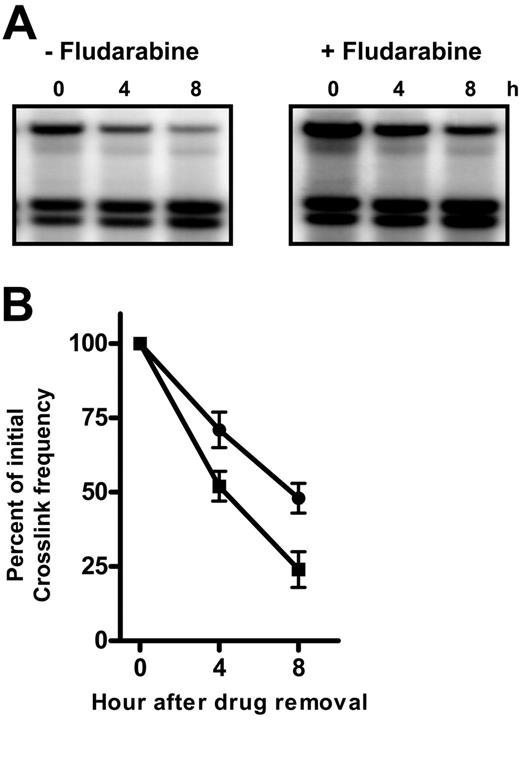 Figure 6. Fludarabine impairs the removal of oxaliplatin-induced DNA interstrand crosslinks in the mitochondrial DNA (mtDNA). CLL lymphocytes were incubated with 400 μM oxaliplatin in the absence or presence of 2.5 μM fludarabine for 5 hours when cells were washed into drug-free medium. DNA from cells allowed to repair for up to 8 hours was analyzed for ICLs remaining. (A) Representative ICL blot probed for the 16.5-kb mtDNA. (B) Quantitation of oxaliplatin ICLs remaining in the mtDNA as a function of repair time. Crosslinks remaining after repair in the absence (▪) or presence (•) of fludarabine were expressed as a percentage of initial ICL levels.