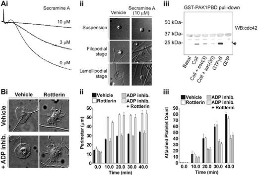 Figure 3. PKCδ negatively regulates filopodia formation in human platelets. (A) Washed human platelets were preincubated with secramine A at the concentrations indicated for 15 minutes. (i) Platelet aggregation in response to collagen (30 mg/mL) was monitored by turbidimetric aggregometry. Traces shown are representative of 3 independent experiments. (ii) Platelets were added to collagen-coated coverslips and allowed to settle on the surface and adhere to collagen fibers under static conditions. Images shown are of single representative platelets from at least 3 independent experiments, either prior to adhesion (suspension) or at time points of activation in contact with collagen either at an early stage where filopodia are predominant or at a late stage where lamellipodia are predominant. (iii) The activity of secramine A was investigated by cdc42 pull-down using GST-tagged PAK-PBD protein beads. Washed human platelets were either not stimulated or stimulated with collagen (30 mg/mL) in the absence or presence of secramine A (3 or 30 μM, 15 minutes of preincubation). Cells were lysed and pull-downs performed as described in “Materials and methods,” and the amount of GTP-loaded cdc42 pulled down was assessed by immunoblot. As a positive control, platelet extracts were treated with GTPγS (200 μM), while platelets treated with GDP (1 mM) were used as negative control. Images shown are representative of 3 independent experiments. (B) Washed human platelets were preincubated for 15 minutes with either rottlerin (5 μM) or DMSO as control (vehicle) as indicated. In some experiments washed human platelets were also preincubated for 15 minutes with apyrase (0.2 U/mL), A3P5P (1 mM), and AR-C69931MX (1 μM) as indicated (ADP inhib.). Platelets were added to collagen-coated coverslips and allowed to settle on the surface and adhere to collagen fibers under static conditions. (i) Images shown are for platelets allowed to adhere to the collagen-coated surface for 40 minutes in the presence or absence of the various inhibitors as indicated. These images are representative of 5 independent experiments. The perimeter (ii) and the number (iii) of adherent platelets were measured 0, 10, 20, 30, or 40 minutes after being dispensed onto the collagen-coated surface. Rottlerin induced a statistically significant increase in the perimeter of adherent platelets (P < .01), while no statistically significant difference was detected (P = .86) for the number of adherent platelets. Incubation with ADP receptor antagonists did not influence the platelet perimeter (P > .01) but significantly reduced the number of adherent platelets (P < .01). Data shown are mean ± SEM from at least 3 independent experiments.