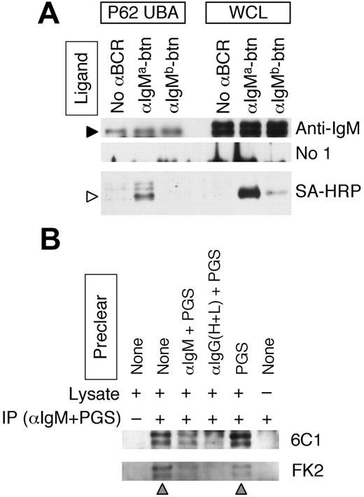 Figure 1. The immunoglobulin heavy chain of the IgM BCR is ubiquitinated. (A) MD4.B10.Br B cells (expressing an IgMa BCR) were incubated with either no antibody, anti–IgMa-btn, or anti–IgMb-btn as indicated. Cells were then lysed and ubiquitinated proteins precipitated with p62 UBA–agarose. Ubiquitinated p62 UBA–binding proteins (P62 UBA) as well as whole-cell lysates (WCLs) were analyzed by reducing SDS-PAGE and Western blotting. Anti-IgM indicates goat anti–murine IgM plus rabbit anti–goat IgG–HRP (to detect BCR IgM heavy chain); No 1°, rabbit anti–goat IgG–HRP only (negative control); and SA-HRP, streptavidin-HRP (to detect biotinylated anti-BCR antibody). The anti-IgM and No 1° blots were treated identically except for the omission of the primary antibody. The molecular weights of the 2 bands in the WCLs are 70 and 80 kDa. The filled arrowhead indicates the 70-kDa BCR IgM heavy chain protein of the endogenous BCR detected in the p62 UBA precipitates. The open arrowhead indicates the position of the heavy chain of the anti–IgMa-btn antibody. Shown are representative results from 1 of 3 independent experiments. (B) Splenocytes were lysed in RIPA buffer and the lysates precleared as indicated (αIgM + PGS indicates goat anti–murine IgM plus PGS; αIgG(H+L) + PGS, goat anti–murine IgG (H+L) plus PGS). The murine IgM BCR was then immunoprecipitated from the cleared lysates as indicated (+ indicates goat anti–murine IgM and PGS; –, PGS only). Immunoprecipitates were probed for the presence of ubiquitinated IgM by reducing SDS-PAGE and Western blotting with antiubiquitin mAbs (either the 6C1 or FK2, as indicated). The gray arrowheads below the blot indicate the lanes in which the IgM BCR was not precleared. The molecular masses of the 2 bands in the blots are 70 and 80 kDa. Shown are representative results from 1 of 3 independent experiments.