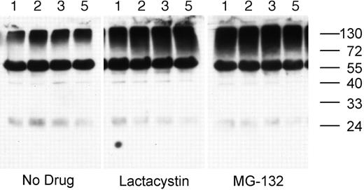 Figure 2. Proteasome inhibition results in the accumulation of ubiquitinated proteins in splenic B cells. MD4.B10.Br splenocytes were incubated at 37°C for 1, 2, 3, or 5 hours (as indicated above each lane) in media containing either no drug, 10 μM MG-132, or 10 μM lactacystin. The presence of ubiquitinated proteins in the cell lysates was determined by reducing SDS-PAGE and Western blotting with the 6C1 antiubiquitin mAb. The faint band at approximately 24 kDa is the light chain of the endogenous BCR, as it was detected in blots probed with secondary antibody alone (not shown). The prominent band of approximately 60-kDa molecular weight is a constitutively ubiquitinated protein (as opposed to detection of the endogenous BCR), as this band was not observed in blots probed with secondary antibody only. Similar results were obtained whether or not the B cells had been stimulated via the BCR (data not shown). Shown are representative results from 1 of 3 independent experiments.