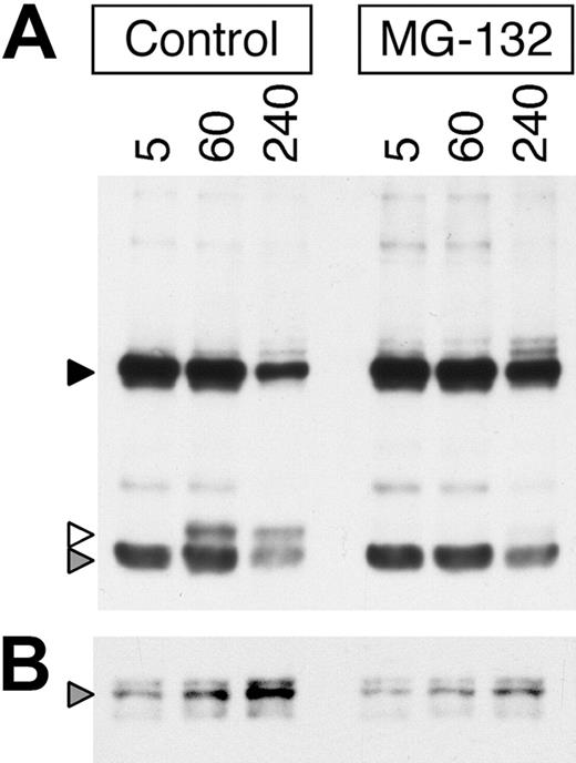 Figure 3. Proteasome inhibition slows the degradation of BCR-associated ligand and delays the increased formation of ubiquitinated ligand–BCR complexes. (A) MD4.B10.Br splenocytes were pretreated for 1 hour at 37°C with or without 10 μM MG-132 as indicated. The cells were then pulsed with 10 μg/mL anti–IgMa-btn for the indicated time (minutes) at 37°C in the continued presence of inhibitor. The ligand-pulsed cells were then washed and lysed, and the lysates cleared by centrifugation. The proteolytic degradation of the BCR-internalized anti–IgMa-btn mAb in the whole-cell lysate was analyzed by reducing SDS-PAGE and Western blotting with SA-HRP (upper panel, ligand). The high-molecular-weight band (55 kDa, black arrowhead) represents the intact heavy chain of the anti–IgMa-btn mAb. The prominent low-molecular-weight band (25 kDa, gray arrowhead) represents the intact light chain of the anti–IgMa-btn mAb. The band of 30-kDa molecular weight (white arrowhead) is a proteolytic fragment of the heavy chain of the anti–IgMa-btn mAb. Shown are representative results from 1 of 5 independent experiments. (B) A portion of the lysates analyzed in panel A was analyzed for the presence of anti–IgMa-btn–BCR-ubiquitin complexes by precipitation of ubiquitinated proteins (including ubiquitinated ligand–BCR complexes) with p62 UBA–agarose and analysis of the samples by reducing SDS-PAGE and Western blotting with SA-HRP. The gray arrowhead marks the position of intact 55-kDa heavy chain of the anti–IgMa-btn mAb, bound to the ubiquitinated BCR and thus precipitated by the p62 UBA–agarose. Shown are representative results from 1 of 3 independent experiments.