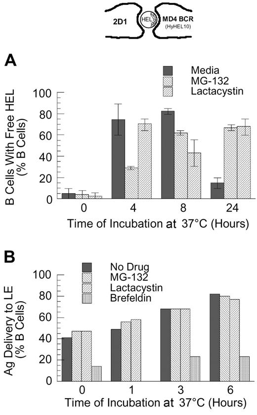 Figure 5. Proteasome inhibition delays the dissociation of internalized antigen-BCR complexes. (A) MD4.B10.Br splenocytes were pretreated with proteasome inhibitor and pulsed with antigen as described in “Materials and methods.” The cells were then fixed and stained for BCR-dissociated antigen, using the HyHEL10 monoclonal antibody that recognizes the same HEL epitope as the MD4 BCR (see image at the top of the figure and Gondré-Lewis et al11). The cells were then analyzed by fluorescence microscopy, and the percent of B cells containing detectable BCR-dissociated antigen was determined. The results demonstrate that while BCR-dissociated antigen is readily detectable 4 hours after internalization under all conditions, BCR-dissociated antigen is present for a prolonged period of time in proteasome-inhibited B cells. Shown are average values from 2 independent experiments (bars). The error bars indicate the range of values obtained across both experiments. (B) B10.Br splenocytes were treated as indicated (no drug or 10 μM MG-132, lactacystin, or brefeldin A), and then allowed to internalize HEL by fluid-phase endocytosis for 30 minutes. The cells were then washed, chased for the indicated times, fixed, and stained for HEL and the LE/L marker LAMP. The percent of B cells in which HEL was detectable within LAMP+ LE/L is shown. The results demonstrate that unlike treatment with brefeldin A (which is known to inhibit trafficking between the earlier and later aspects of the endocytic pathway), treatment of the cells with the proteasome inhibitor fails to slow the delivery of fluid-phase markers to the later aspects of the endocytic pathway. It should be noted that at the 6-hour time point, the B cells contained low overall levels of detectable HEL. Shown are representative results from 1 of 3 independent experiments.