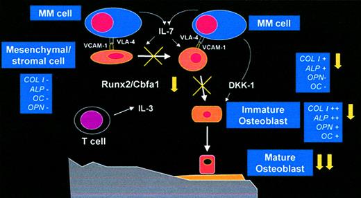 Figure 1. Several mechanisms are potentially involved in myeloma-induced inhibition of osteoblast formation and differentiation. Myeloma cells inhibit osteoblastogenesis by blocking Runx2 activity in mesenchymal and osteoprogenitor cells through the direct cell-to-cell contact with the involvement of VLA-4–VCAM-1 interaction. Soluble factors such as IL-7 may contribute to the suppression of Runx2 activity by myeloma cells. The direct production of the Wnt inhibitor DKK-1 by myeloma cells could inhibit osteoblast formation. Finally, IL-3 overproduction in the myeloma microenvironment may be involved in the inhibition of osteoblast formation and differentiation.