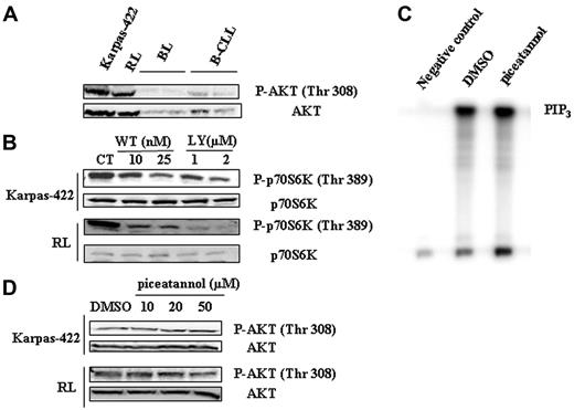 Figure 4. Implication of PI3K/AKT pathway in mTOR activity. (A) Phosphorylation of AKT was evaluated in FL cell lines and compared to B cells isolated from healthy donors (BL) and from B-CLL patients (B-CLL) by Western blotting using anti-phospho-AKT (Thr308) antibody. AKT was used as control of protein expression. Results are representative of 3 independent experiments. (B) PI3K-dependent activation of mTOR was evaluated in Karpas-422 and RL cells treated or not with wortmannin (WT) or LY294002 for 30 minutes using antiphospho-p70S6K (Thr389) antibody. p70S6K was used as control of protein expression. CT corresponds to untreated FL cells and results are representative of 3 independent experiments. (C) The effect of Syk inhibition on PI3K activity was evaluated on RL cells. PI3K activity assay was performed as indicated in “Materials and methods” with cells treated 2 hours with 50 μM piceatannol. The PIP3 products of PI3K activation are indicated. Negative control corresponds to cell lysate incubated without p85 antibody. Results are representative of 3 independent experiments. (D) The effect of Syk inhibition on AKT phosphorylation was evaluated on Karpas-422 and RL cell lines. Cells were treated with piceatannol at various doses for 2 hours and AKT phosphorylation (Thr308) was evaluated by Western blotting. Results are representative of 3 independent experiments.