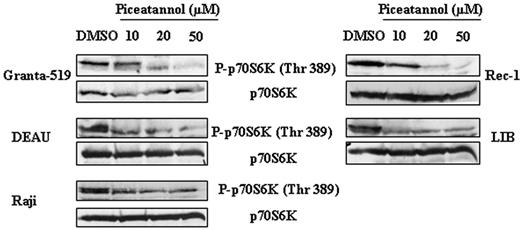 Figure 6. Dose effect of Syk inhibition on mTOR activity in malignant B-cells. Syk-dependent activation of mTOR was evaluated in MCL (Granta-519 and Rec-1), DLBCL (DEAU and LIB), and Burkitt (Raji) cell lines using antiphospho-p70S6K antibody. p70S6K was used as control of protein expression. Results are representative of 3 independent experiments.
