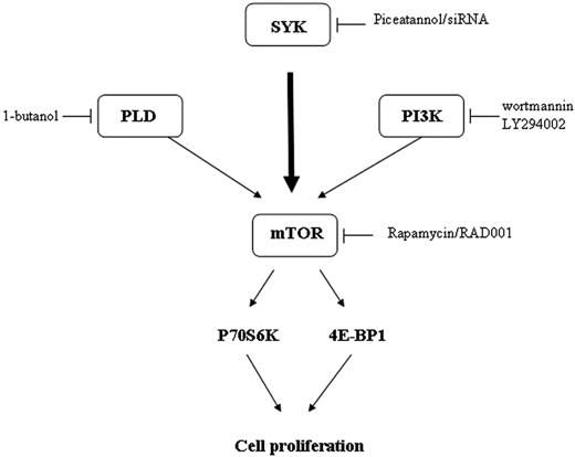 Figure 7. Hypothetical model for mTOR regulation in FL cells.