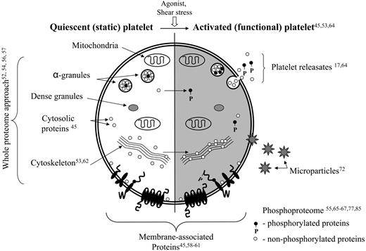 Figure 2. Schema of platelet ultrastructure integrated with proteomic studies. The unshaded panel delineates the proteomic studies involving quiescent platelets. The shaded panel represents those studies focusing on activation-dependent platelet end points (eg, microparticles, exosome/releasates). Superscript numbers refer to references.