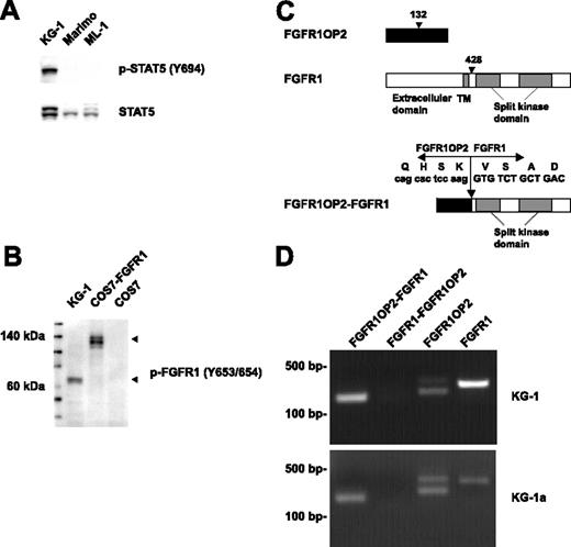 Figure 1. Fusion of FGFR1OP2 to FGFR1 in the KG-1 cell line. (A) Western blot analysis of whole-cell lysates revealed constitutive tyrosine phosphorylation of STAT5 in the KG-1 cell line. Detection of phospho-STAT5 is shown in the top panel, and total STAT5 is shown below. (B) Detection of a truncated form of activated FGFR1 in KG-1 cells by Western blot. COS7 cells transfected with full-length FGFR1 were used as a control. (C) Schematic representation of FGFR1OP2, FGFR1, and FGFR1OP2-FGFR1 proteins. Arrowhead indicates the position of the breakpoint. (D) Detection of FGFR1OP2-FGFR1, FGFR1OP2, and FGFR1 transcripts in the KG-1 and KG-1a cell lines.