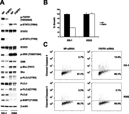 Figure 2. Effects of FGFR1 siRNA on the KG-1 cell line. (A) siRNA-induced silencing of FGFR1 was assessed by immunoblots of whole-cell lysates 48 hours after siRNA transfection. Down-regulation of the FGFR1OP2-FGFR1 fusion resulted in decreased phosphorylation of STAT5, STAT3, ERK, Shc, PLC-γ1, PLCγ2, and SHIP1. NP and FGFR1 indicate siControl nontargeting siRNA pool and FGFR1 SMARTpool siRNA, respectively. (B) Electroporation with FGFR1 siRNA into KG-1 cells resulted in a decrease of proliferation. Mean value plus SD of experiments performed in duplicate is represented. (C) Induction of apoptosis. Percentage of total population is indicated.