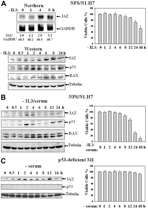 Figure 1. IL-3 growth factor or serum deprivation up-regulates the expression of endogenous JAZ in association with p53 activation and induction of cell death. (A) IL-3–dependent NFS/N1.H7 murine myeloid cells were deprived of IL-3 for various periods of time. (Left top panel) Northern analysis of JAZ's mRNA level was performed using 32P-labeled JAZ cDNA, and GAPDH expression was used for a loading control. Quantitation of JAZ mRNA level by densitometry is displayed relative to that of GAPDH, and the average ratio of JAZ/GAPDH is set to 1.0 at 0 hour upon IL-3 withdrawal (n = 3). (Left bottom panel) Western blot analysis of JAZ's protein level was performed using antibodies against JAZ (JAZ111), p53, and BAX. Tubulin expression was used for a load control. (Right panel) Cell viability was measured by trypan blue exclusion method. (B-C) NFS/N1.H7 or p53-deficient M1 murine myeloid leukemic cells were deprived of IL-3 and/or serum for various periods of time followed by Western blot analysis (left panels) using antibodies against JAZ, p53, BAX, and/or tubulin and the cell viability assay (right panels). Error bars represent standard deviations (n = 3).