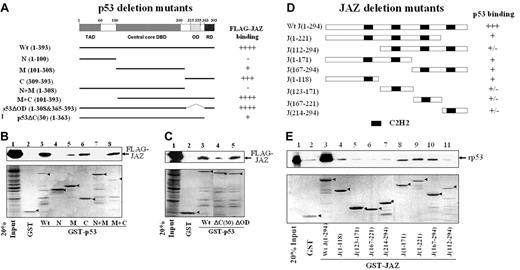 Figure 4. Deletion mutational analysis of JAZ-p53 binding. (A) A schematic representation3 of p53 deletion mutants N(1-100), M(101-308), C(309-393), N+M(1-308), M+C(101-393), p53ΔOD(1-308&365-393), and p53ΔC(30)(1-363). TAD indicates N-terminal transactivation domain; DBD, sequence-specific DNA-binding domain; OD, oligomerization domain; and RD, C-terminal regulatory domain. While ++++ and +++ represent strong or relatively strong JAZ binding, respectively, + and – stand for weak and no binding, respectively. (B-C) GST or wt and mutant GST-p53 glutathione-Sepharose beads were incubated with the cell lysate obtained from p53-null H1299 cells that transiently express FLAG-JAZ as described in “Materials and methods.” The GST or GST-p53 beads were then immunoblotted using a FLAG antibody. “20% Input” indicates 50 μg cell lysate. Bottom panels represent Fast-green staining of GST-p53 proteins (arrows). (D) A schematic representation of JAZ deletion mutants J(1-118), J(123-171), J(167-221), J(214-294), J(1-171), J(1-221), J(167-294), and J(112-294). (E) GST-JAZ (containing deletion mutants) beads were used in vitro to pull down rp53 as described in Figure 3E. Bottom panel represents Fast-green staining of GST-JAZ proteins (arrows).