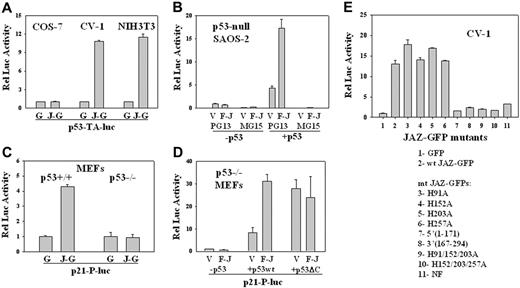 Figure 5. Effects of JAZ on p53 transcriptional activity. (A) JAZ-GFP/pEGFPN1 or pEGFPN1 (GFP-only) was cotransfected with a p53-luciferase reporter vector (p53-TA-luc) into COS-7, CV-1, and NIH3T3 cells. After 24 or 48 hours, JAZ-GFP– or GFP-positive COS-7, CV-1, and NIH3T3 cells were sorted by fluorescence-activated cell sorting (FACS). The same numbers of such sorted GFP-only and JAZ-GFP–positive cells were lysed and then assayed for luciferase activity. G indicates GFP; J-G, JAZ-GFP. Luciferase activity is displayed relative to that of the GFP control. (B) FLAG-JAZ/pcDNA3 (empty vector pcDNA3 as a control) was cotransfected with PG13 or MG15 luciferase reporter vector into p53-null SAOS-2 cells, in the presence or absence of p53wt/pCMV. pAc-β-GAL internal control vector was also included to normalize transfection efficiencies. After 24 hours, cells were lysed and assayed for luciferase activity; V indicates pcDNA3; F-J, FLAG-JAZ/pcDNA3; and p53, p53wt/pCMV; PG13 and MG15 luciferase vectors contain the wild-type and the mutant p53 DNA-binding site, respectively.51 Luciferase activity is displayed relative to that of the pcDNA3 vector. (C) JAZ-GFP/pEGFPN1 was cotransfected with a p21-promoter luciferase vector (p21-P-luc) into p53+/+ and p53–/– MEFs followed by FACS and luciferase assays. (D) FLAG-JAZ/pcDNA3 was cotransfected with p53wt/pCMV or p53ΔC(30)/pcDNA3 plus PG13 and pAc-β-GAL vectors into p53–/– MEFs following luciferase assays and normalization. (E) Mutational analysis of JAZ stimulation of p53 transcriptional activity in CV-1 cells. To determine the role of JAZ's ZF domains, JAZ-GFP ZF mutants (in pEGFPN1) containing a single or multiple C2H2→C2AH32 mutations were also used. Wt JAZ-GFP and its ZF mutants were cotransfected with the PG13 vector into CV-1 cells. After 24 hours, cells were sorted by FACS for luciferase activity. The ZF mutations H91A, H152A, H203A, and H257A are in JAZ's first, second, third, and fourth ZF motifs, respectively. NF represents the mutant in which all 4 zinc fingers are point mutated. JAZ-GFP deletion mutants were also used. J(1-171) is a JAZ-GFP deletion mutant containing 1 to 171 amino acids of JAZ, while J(167-294) deletion mutant contains 167 to 294 amino acids. Error bars represent standard deviations (n = 3).