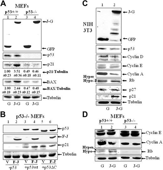 Figure 6. Ectopic expression of JAZ up-regulates expression of p21 and BAX, induces Rb dephosphorylation, and represses cyclin A expression. Cotransfection of JAZ-GFP or FLAG-JAZ in p53+/+ and p53–/– MEFs (A,B,D) and NIH3T3 cells (C) was performed as described in Figure 5. JAZ-GFP– or GFP-positive cells were sorted by FACS. Western blot analysis was performed using antibodies against GFP; FLAG; cyclins D, E, and A; p53; p21; p27; BAX; Rb; and/or tubulin (as a loading control). (A) The densitometric quantitation of protein expression was performed. The average ratio of p21 or BAX compared with tubulin is shown. The ratio is set to 1.00 for the GFP-only–expressing p53+/+ cells. Three independent experiments with similar results were performed, and a representative figure is displayed. G indicates GFP; J-G, JAZ-GFP; V, pcDNA3; F-J, FLAG-JAZ/pcDNA3; p53, p53wt/pCMV; and p53ΔC, p53ΔC(30)/pcDNA3.