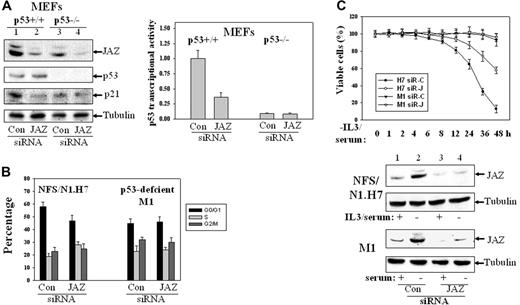 Figure 7. Effects of siRNA knockdown of endogenous JAZ expression. Several 21-nt JAZ-siRNAs that targeted different regions of the JAZ sequence and a control siRNA that is based on a JAZ-irrelevant 21-nt sequence in pCDNA3's ampicillin ORF were synthesized. The JAZ-siRNA that targets the central region of JAZ mRNA (5′-AAGAGGCTAGACTCAGATCAG-3′) was selected, since it could effectively reduce expression of JAZ-GFP (but not GFP-only) in NIH3T3 cells (by ∼ 70%, data not shown). (A) siRNA-mediated knockdown of endogenous JAZ expression inhibits p53 transcriptional activity in p53+/+ but not p53–/– MEFs. The JAZ-siRNA (or the control siRNA) was transiently transfected into p53+/+ and p53–/– MEFs. After 48 hours, cells were lysed followed by Western blot analysis using antibodies against JAZ (JAZ111), p53, p21, and tubulin. It should be noted that in order to accurately evaluate the effectiveness of JAZ-siRNA (compared with the control siRNA), a longer exposure of the film (∼ 3 hours) following the enhanced chemiluminescence (ECL) reaction was performed to facilitate detection of the markedly “decreased” endogenous JAZ level in JAZ-siRNA–transfected cells. Endogenous JAZ expression was knocked down by approximately 70%, as determined by densitometry. The JAZ-siRNA was also cotransfected into the MEFs with p53-TA (containing the wt p53 response elements)–luciferase reporter vector and a carrier vector pEGFPN1 (GFP). After 48 hours, cells were lysed and assayed for luciferase activity. p53 transcriptional activity (luciferase reporter) is displayed relative to the control siRNA–expressing p53+/+ MEFs. Con indicates control siRNA. In addition, the control experiment indicates that the JAZ-siRNA had no effect on the activity of the pTA-luciferase control vector (data not shown). (B) The JAZ-siRNA or the control siRNA expression plasmid was transiently cotransfected into p53+/+ and p53–/– MEFs along with a carrier vector pEGFPN1. After 72 hours, cells were harvested for flow cytometry analysis as described in “Materials and methods.” The GFP-positive cells were gated and analyzed for their cell-cycle distribution. (C) NFS/N1.H7 or M1 hematopoietic cells (as described in Figure 1) were stably transfected with the JAZ-siRNA (or the control siRNA) expression plasmid. After IL-3 and/or serum withdrawal for various periods of time, cells were harvested for the viability measurement by trypan blue exclusion method. siR-C indicates the control siRNA; siR-J, the JAZ-siRNA. Bottom panel shows Western blot analysis of siRNA knockdown of endogenous JAZ in H7 or M1 cells. IL-3/serum was present (+) or removed (–) for 2 hours. Error bars represent standard deviations (n = 3).