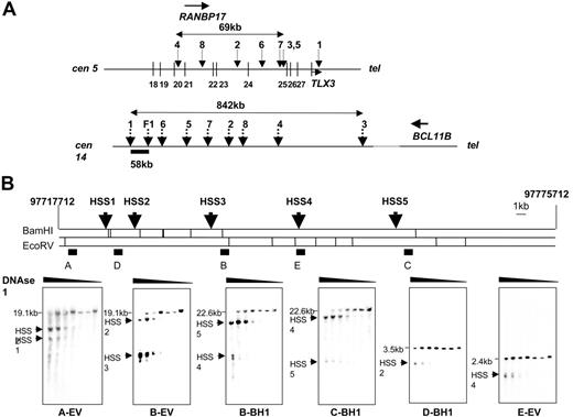 Figure 1. Structural analyses of the loci involved in t(5;14) identify putative transcriptional cis-regulatory elements. (A) Localization of the translocation breakpoints on chromosome 5 (top) and on chromosome 14 (bottom). Vertical arrows indicate the location of the breakpoints. The number refers to the patient's number. The majority of chromosome 5 breakpoints is located in a 69-kb area between exons 20 to 25 (shown by vertical lines) of RANBP17. A horizontal arrow indicates the sense of transcription of the genes. The chromosome 14 breakpoints are spread over 842 kb downstream of BCL11B, in a region devoid of any obvious gene.7,14 The nucleotide sequences of the breakpoints are presented in Figure S1. Note that the breakpoint of patient 1 is located in the 3′ untranslated region of TLX3. The chromosome 14 region that is juxtaposed in cis to the TLX3 gene in every t(5;14) patient characterized here is located between the breakpoints of patients 1 and 6. F1 indicates the breakpoint of a complex t(7;14;15) reported previously15 that allows the breakpoint to narrow the “critical” region to a 58-kb area indicated by a black rectangle. (B) DNAse1 mapping experiments in the chromosome-14 region predicted to contain transcriptional regulatory elements. (Top) Map of the 58-kb chromosome-14 area analyzed in this experiment, showing EcoRV (EV) and BamHI (BHI) sites and the probes used. The numbers refer to chromosome 14 genomic sequences (NCBI Build36; NCBI, Bethesda, MD). (Bottom) Southern blot analysis of DNAse1 hypersensitivity experiments using DND41 cells. Increasing concentrations of DNAse1 reveal 5 hypersensitive sites (the corresponding fragments are shown by arrows). The sizes of the germ-line fragments are indicated. Additional experiments are presented in Figure S2.