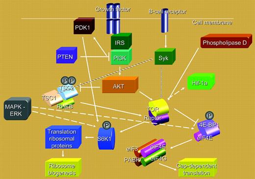 mTOR regulation in lymphoma.