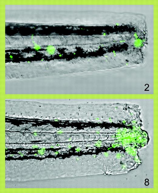 Progressive accumulation of fluorescent neutrophils (green) at 2 and 8 hours after transection of the tail of a zebrafish larva. See the complete figure in the article beginning on page 3976.